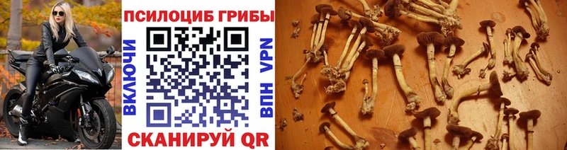 Купить  Пласт  Галлюциногенные грибы Magic Shrooms 